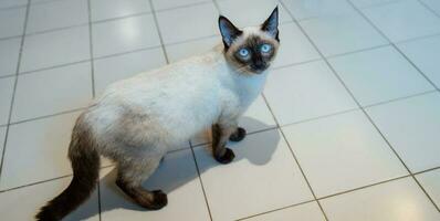 Cat Brown beige cat. Siamese cat resting at home. photo