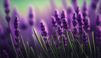 naturaleza cerca arriba púrpura planta flor en verano ,generativo ai foto