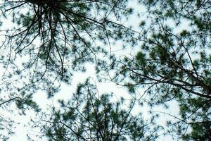 Bottom view of tall old trees in evergreen primeval forest in Nature Pine Park photo