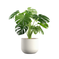 Monstera plant in ceramic pot. Illustration AI Generative png