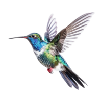 Blue vivid Broad Billed Hummingbird isolated. Illustration AI Generative png