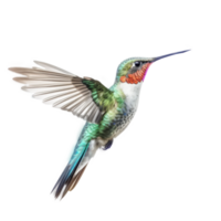 Blue vivid Broad Billed Hummingbird isolated. Illustration AI Generative png