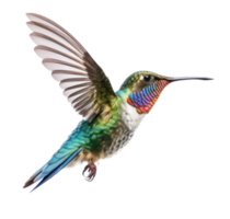 Blue vivid Broad Billed Hummingbird isolated. Illustration AI Generative png