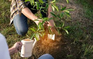 joven hombre jardinero, plantando árbol en jardín, jardinería y riego plantas foto