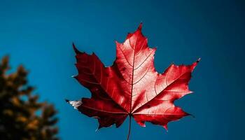 Vibrant autumn maple leaf, symbol of nature beauty generated by AI photo