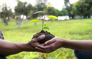 Two hands holding together young of a tree photo