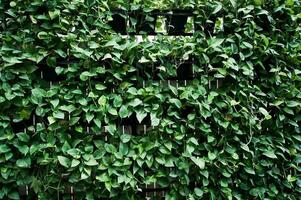 naturaleza verde alpinismo plantas en el pared antecedentes. foto