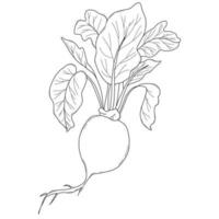 Beet. Plant with leaves. Vector illustration.Linear doodle element for design and decor.