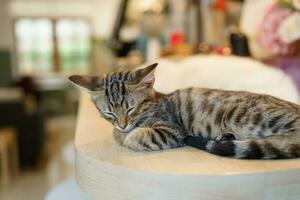 pequeño marrón atigrado gatito linda animales en casa. foto