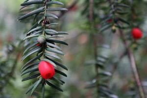 The branches and berries of the yew tree. Yew tree macro. red berries on a background photo