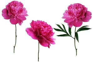 Pink buds of peonies flowers isolated on white background. Set of blooming lush peonies for design photo