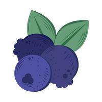 Fresh blueberries on a leafy branch icon isolated vector