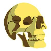 The human skull is sideways and in color. Vector illustration of three shades of brown. Cartoon natural skull for a Halloween greeting card. A mystical item for witchcraft