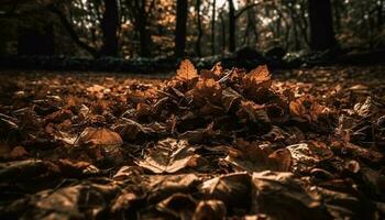 Yellow maple leaves falling on dark forest floor in autumn generated by AI photo