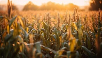 Ripe wheat fields glow in the sunset, a tranquil scene generated by AI photo