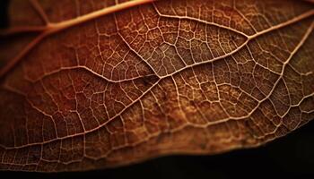 Vibrant autumn leaf vein showcases organic growth in nature beauty generated by AI photo