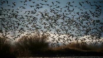 Wildlife reserve at dusk Large group of flying birds silhouetted generated by AI photo