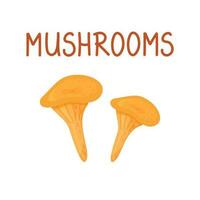 Orange chanterelle mushroom isolated on a white background. vector