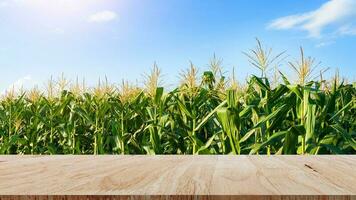 Wooden floor with nature green corn field agriculture garden background, copy space photo