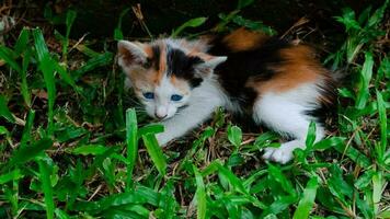 Cute a striped kitten playing in Park in green garden. photo