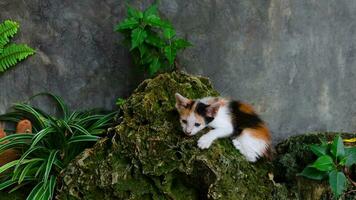 Cute a striped kitten in Park in nature stands on stone in outdoor. photo