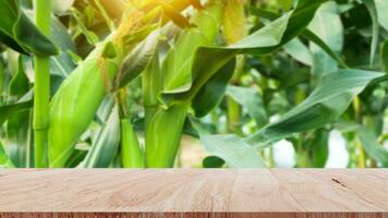 Wooden floor with nature green corn field agriculture garden background, copy space photo
