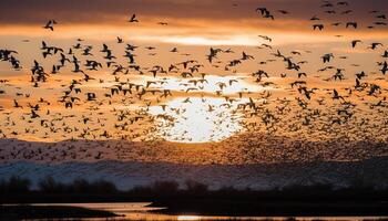 Silhouette of seagull flying over tranquil sunset landscape in Africa generated by AI photo