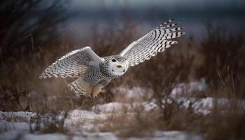 Snowy owl perching on branch, full length, looking at camera generated by AI photo