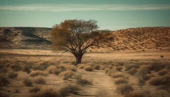 The tranquil savannah at dusk, a beauty in nature generated by AI photo