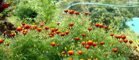 Red Marigold Flower Garden With Green Leaves Background photo