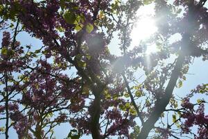 Sun shining through a tree with purple flowers on it photo