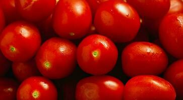 Lots of fresh ripe tomatoes with drops of dew. Close-up background photo