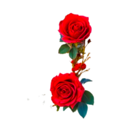 ein rot Rose Rose Blume Blütenblatt generativ ai png