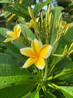 Beautiful Yellow Cambodia Flower Plant in the garden photo