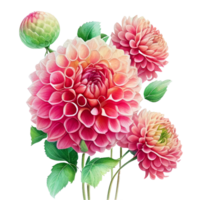 rose brillant aquarelle fleur pompon dahlias. ai généré png