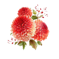 Red Watercolor Flower Pompon Dahlias. png