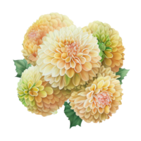 Yellow Watercolor Flower Pompon Dahlias. png