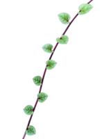 Wild vines plant isolated png