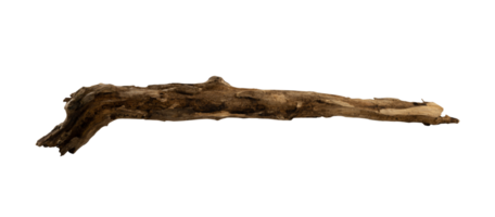 Old dead wood isolated element png