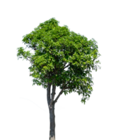 Big tree isolated. Natural plant element png