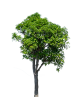 groß Baum isoliert. natürlich Pflanze Element png