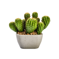 ai generated Cactus in a pot. Stock image for decorating a scene or background. png