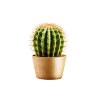 ai generated Cactus in a pot. Stock image for decorating a scene or background. png