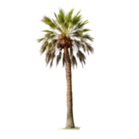 ai generated palm tree photos for decoration background or scene png