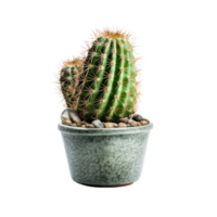 ai generated Cactus in a pot. Stock image for decorating a scene or background. png