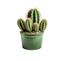 ai generated Cactus in a pot. Stock image for decorating a scene or background. png