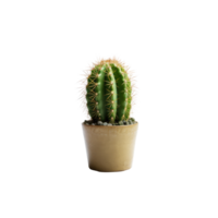 ai generated Cactus in a pot. Stock image for decorating a scene or background. png