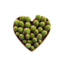 Cactus in a pot. Stock image for decorating a scene or background. png