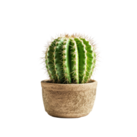 ai generated Cactus in a pot. Stock image for decorating a scene or background. png