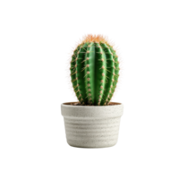 ai generated Cactus in a pot. Stock image for decorating a scene or background. png